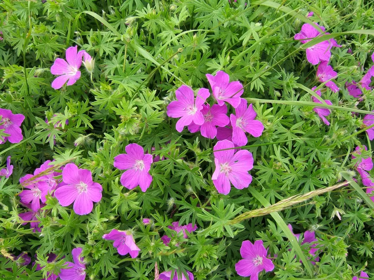 Geranium sanguineum