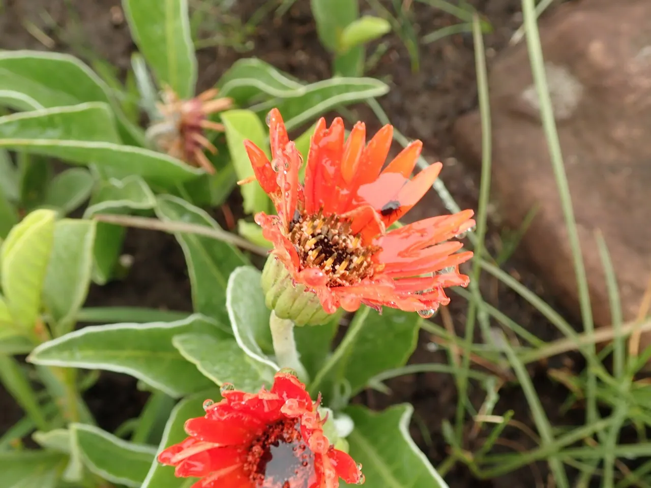 Hilton Daisy