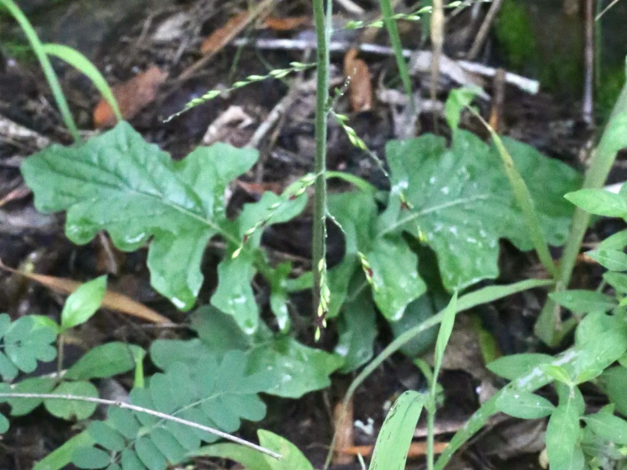 Barberton daisy