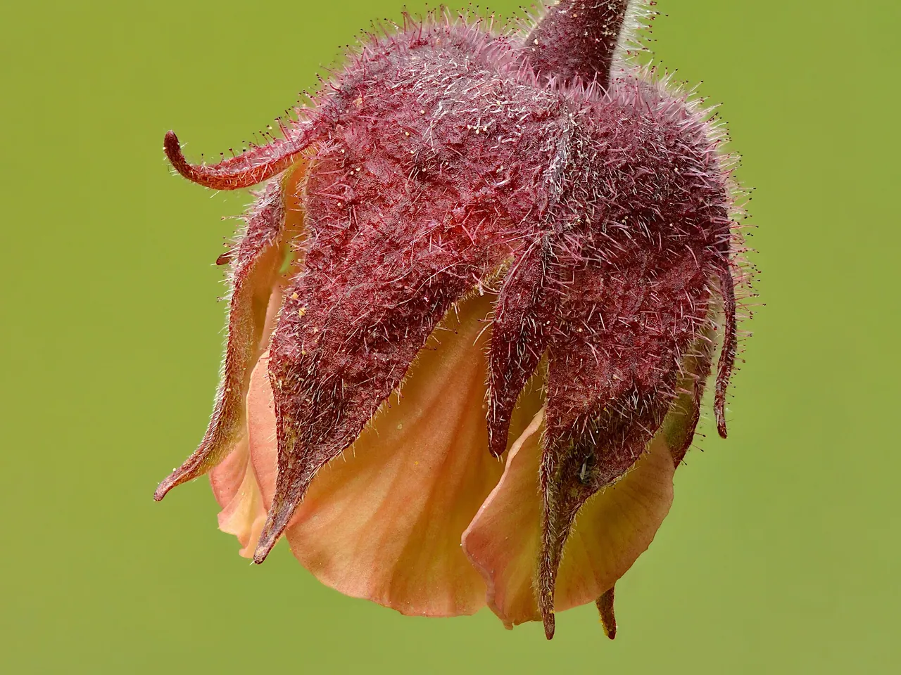 Water Avens