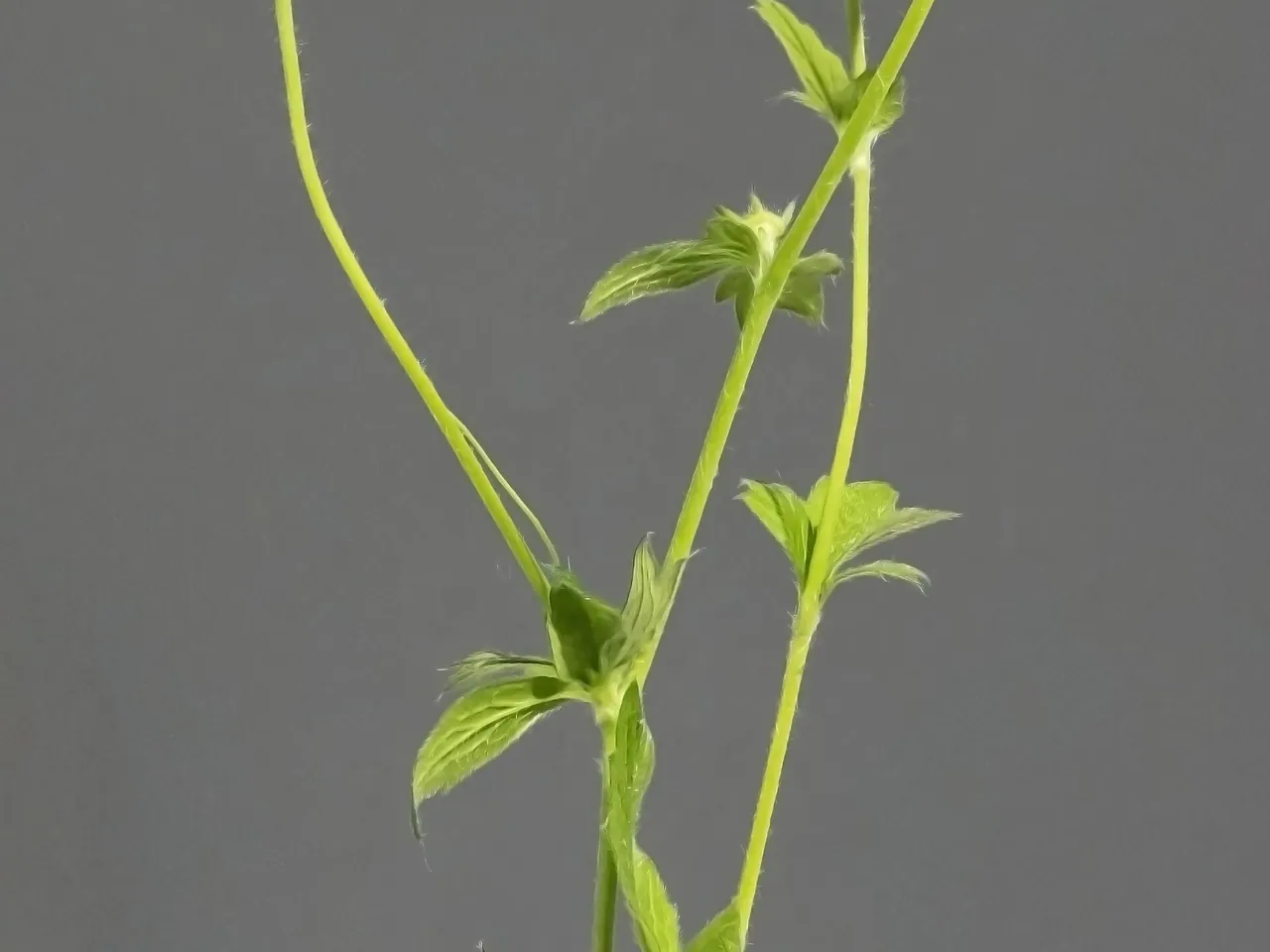 Herb bennet