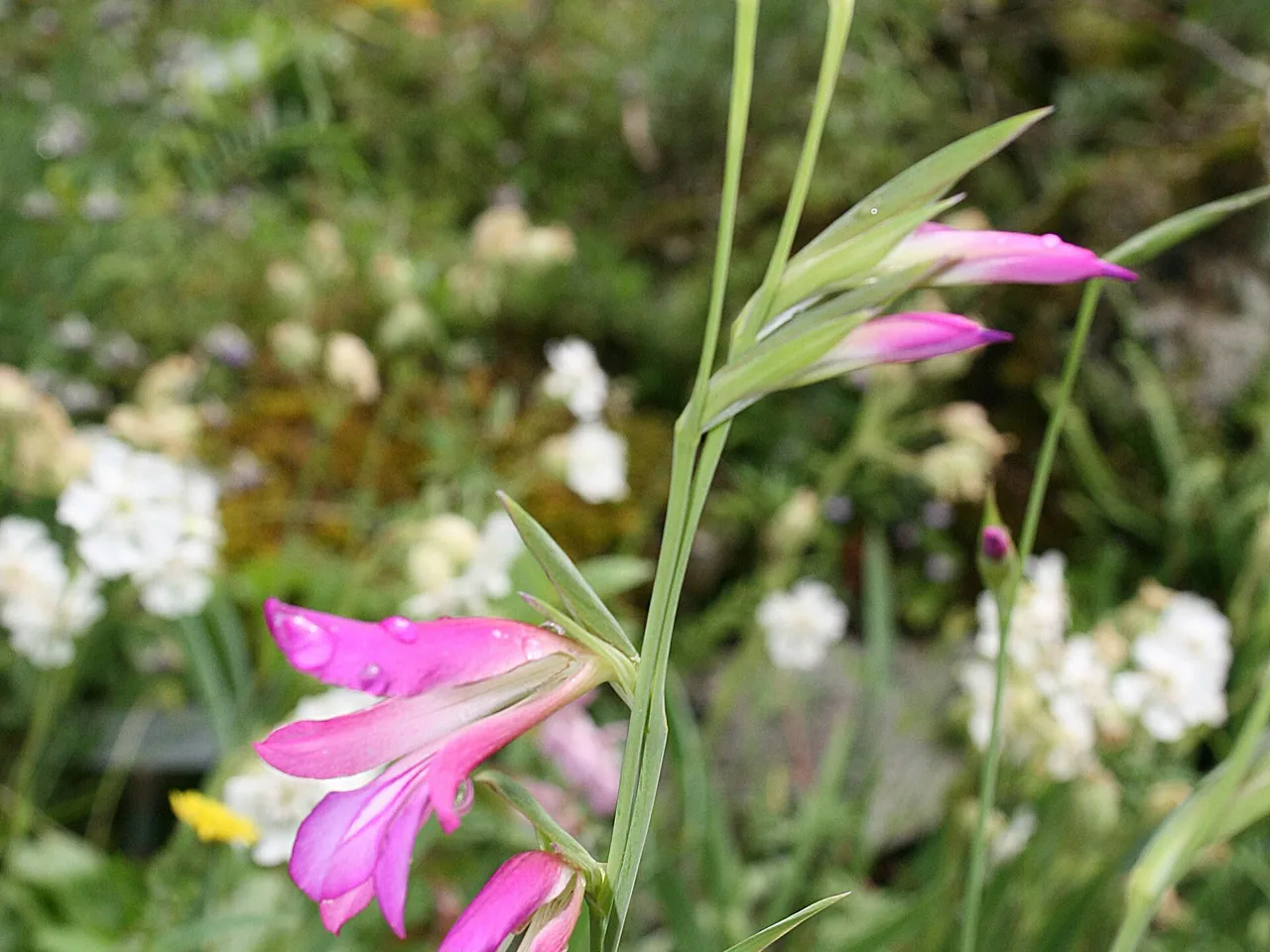 Gladiolus italicus