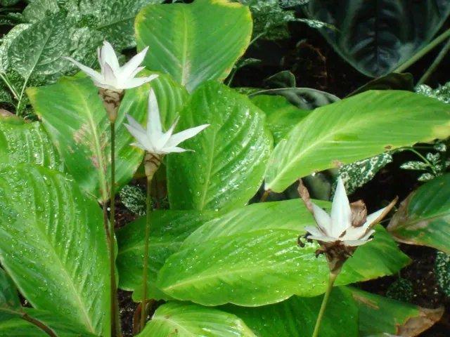 Goeppertia loeseneri