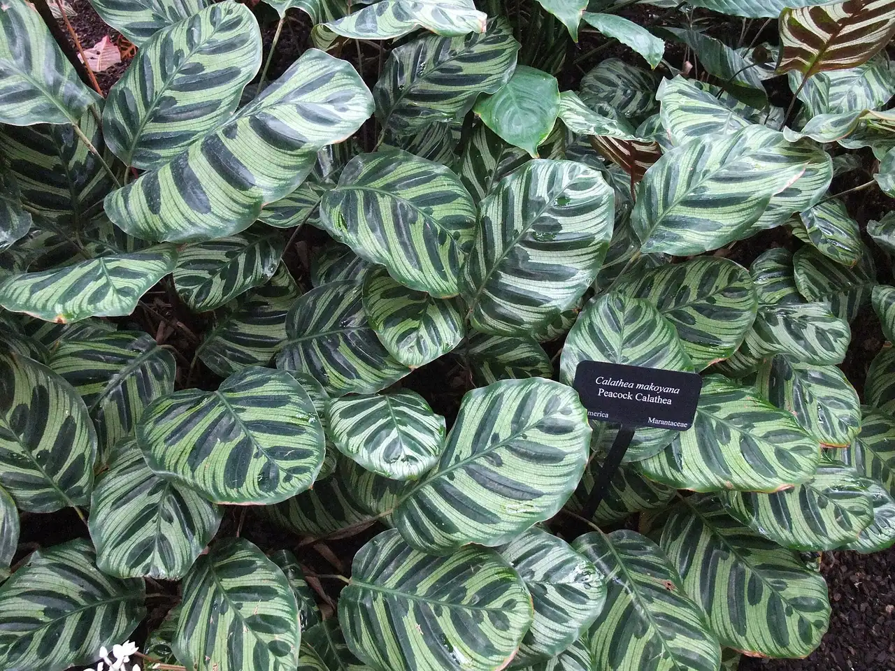 Peacock plant