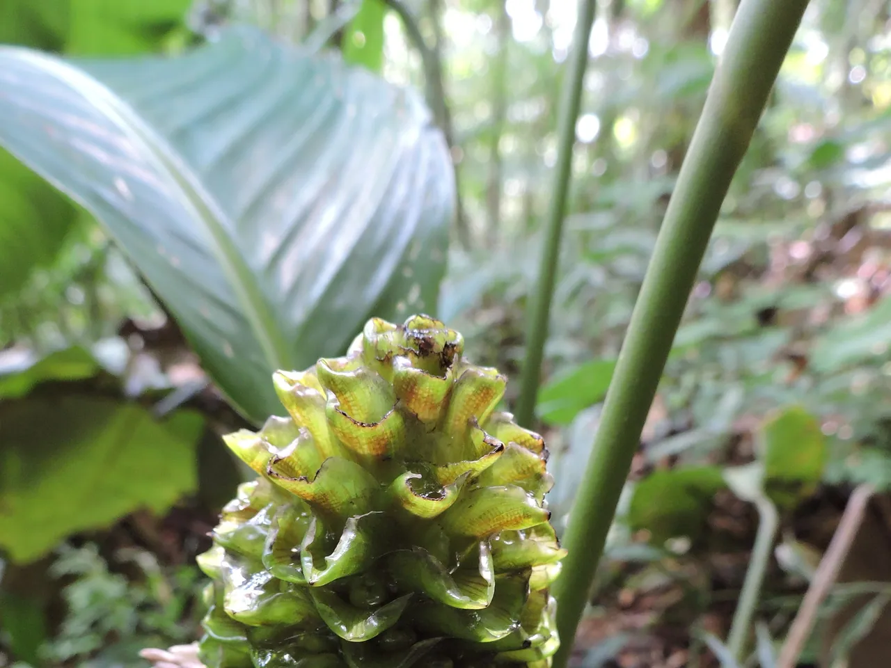 Calathea communis