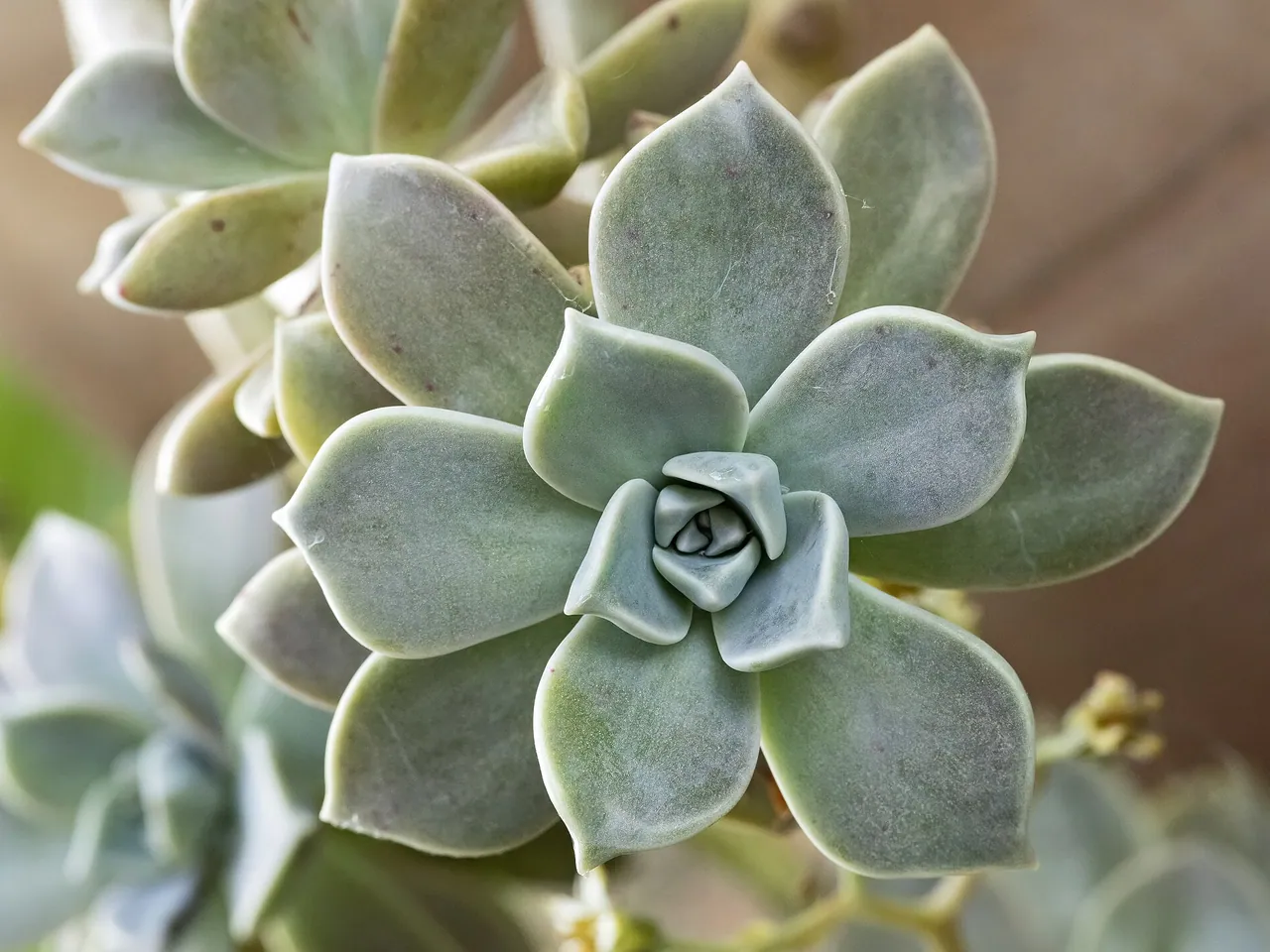 Ghost plant