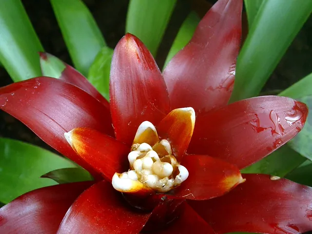 Guzmania lingulata