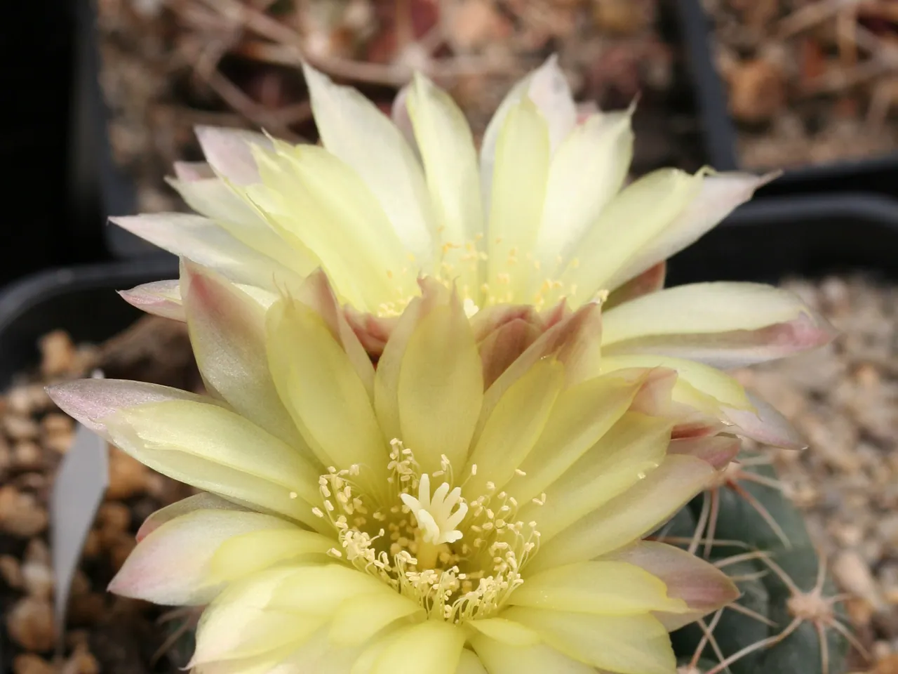 Gymnocalycium andreae