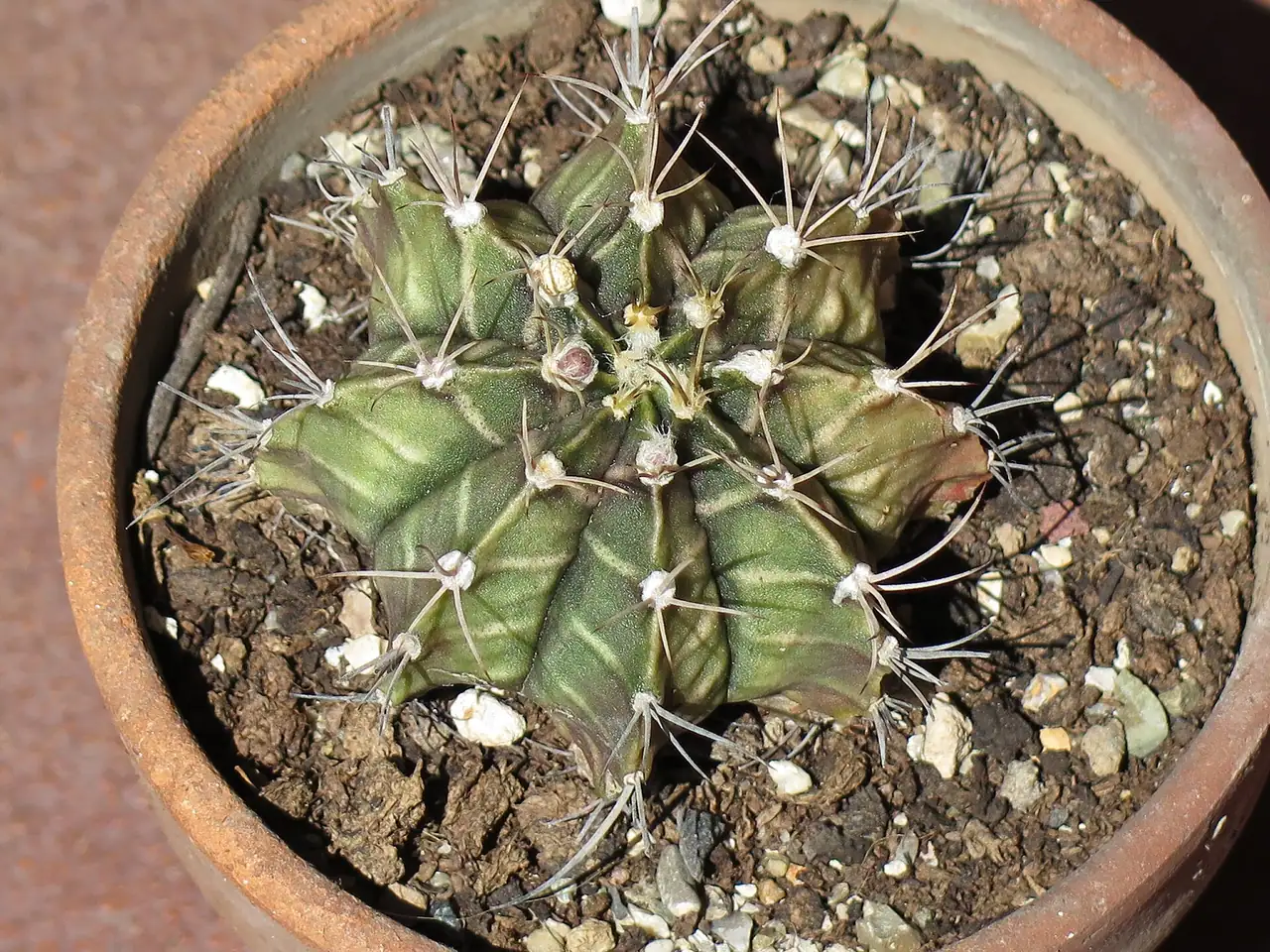 Chin cactus
