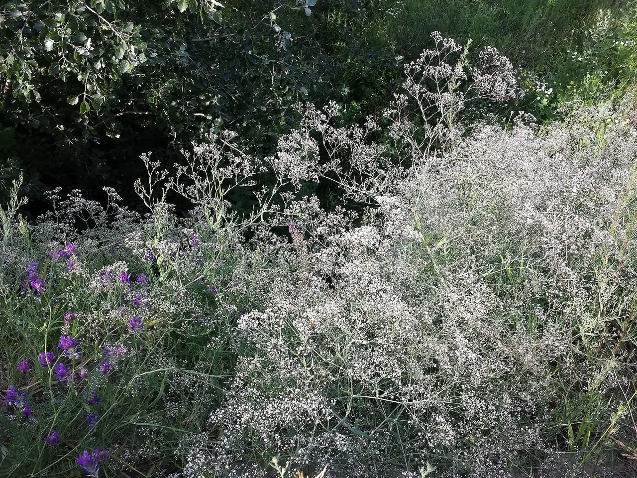 Common gypsophila