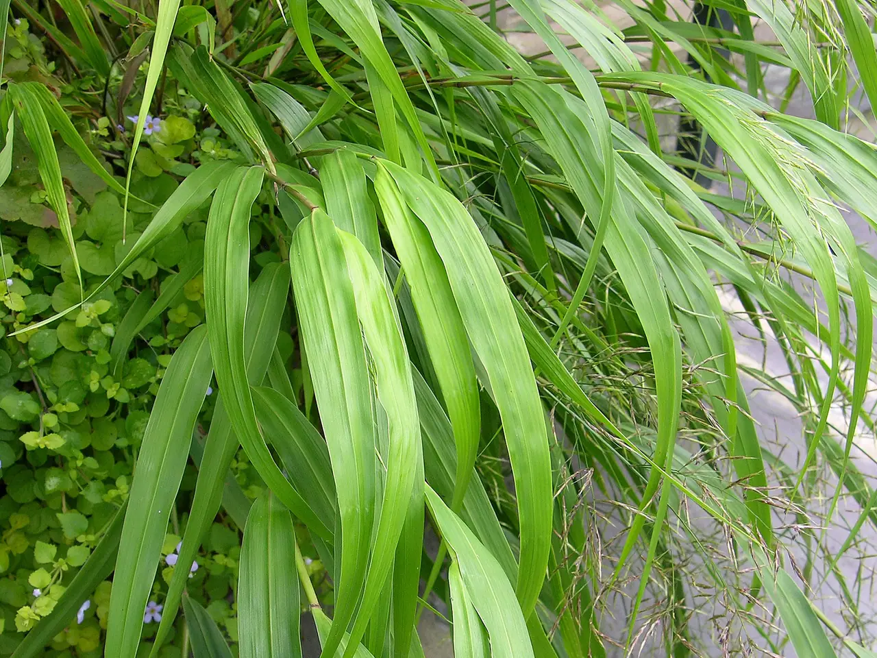 Hakonechloa macra