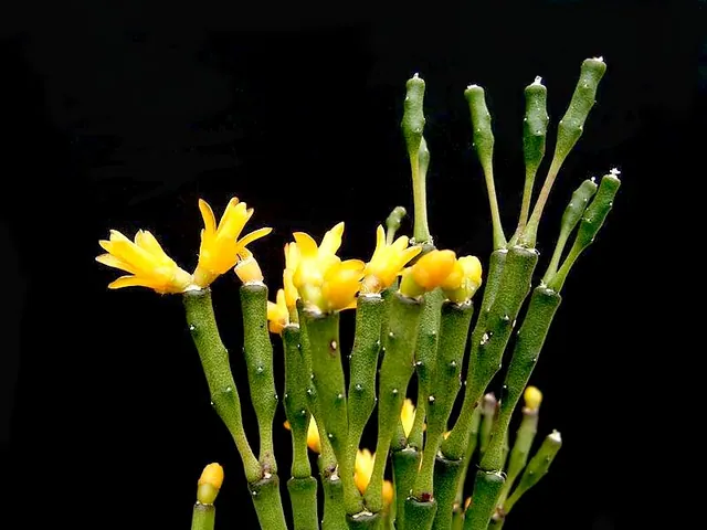 Rhipsalis salicornioides