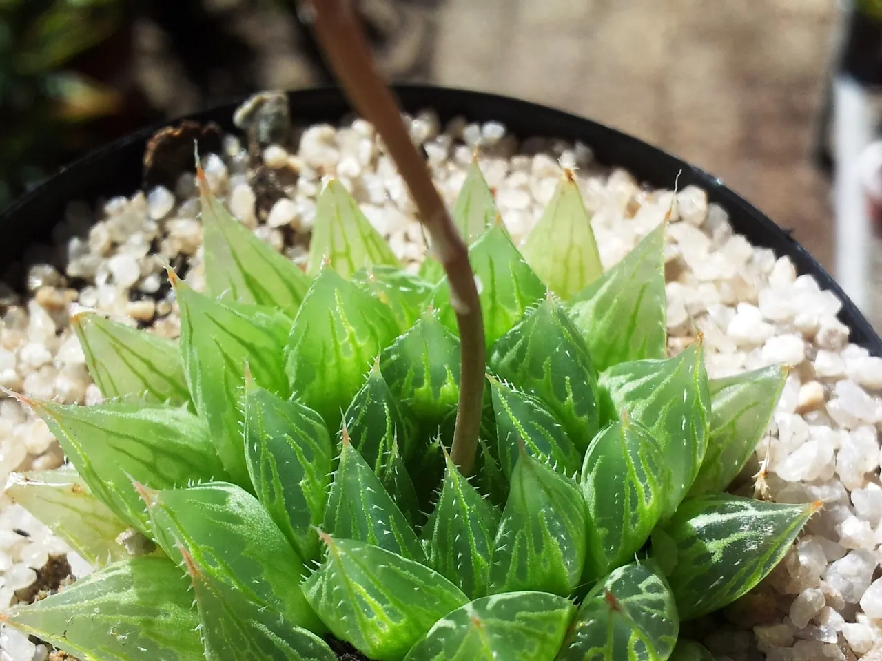 Catevala cooperi