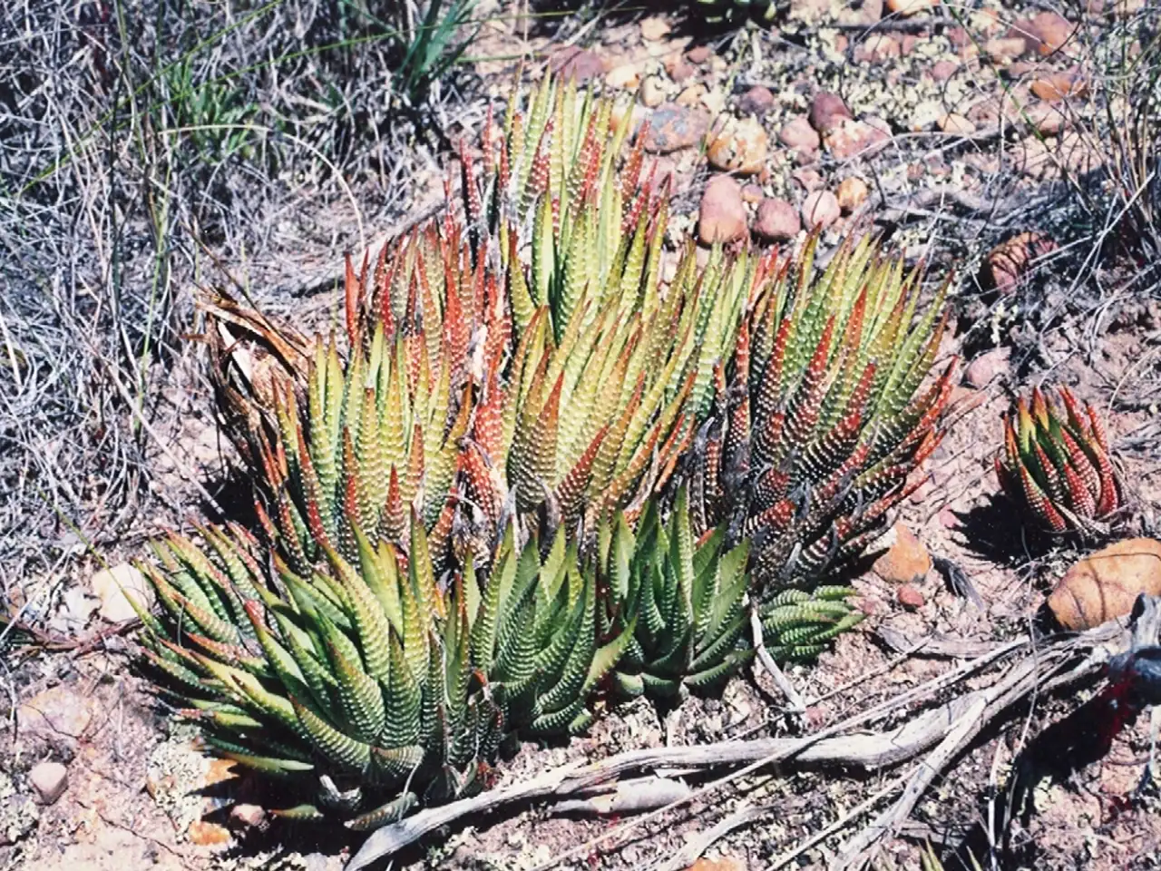 Zebra haworthia