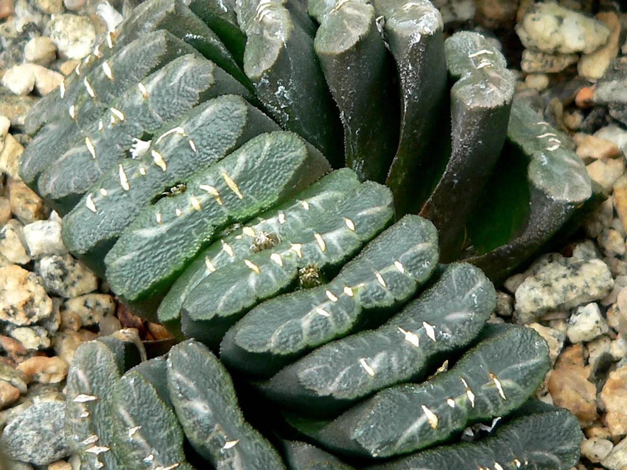 Haworthia truncata