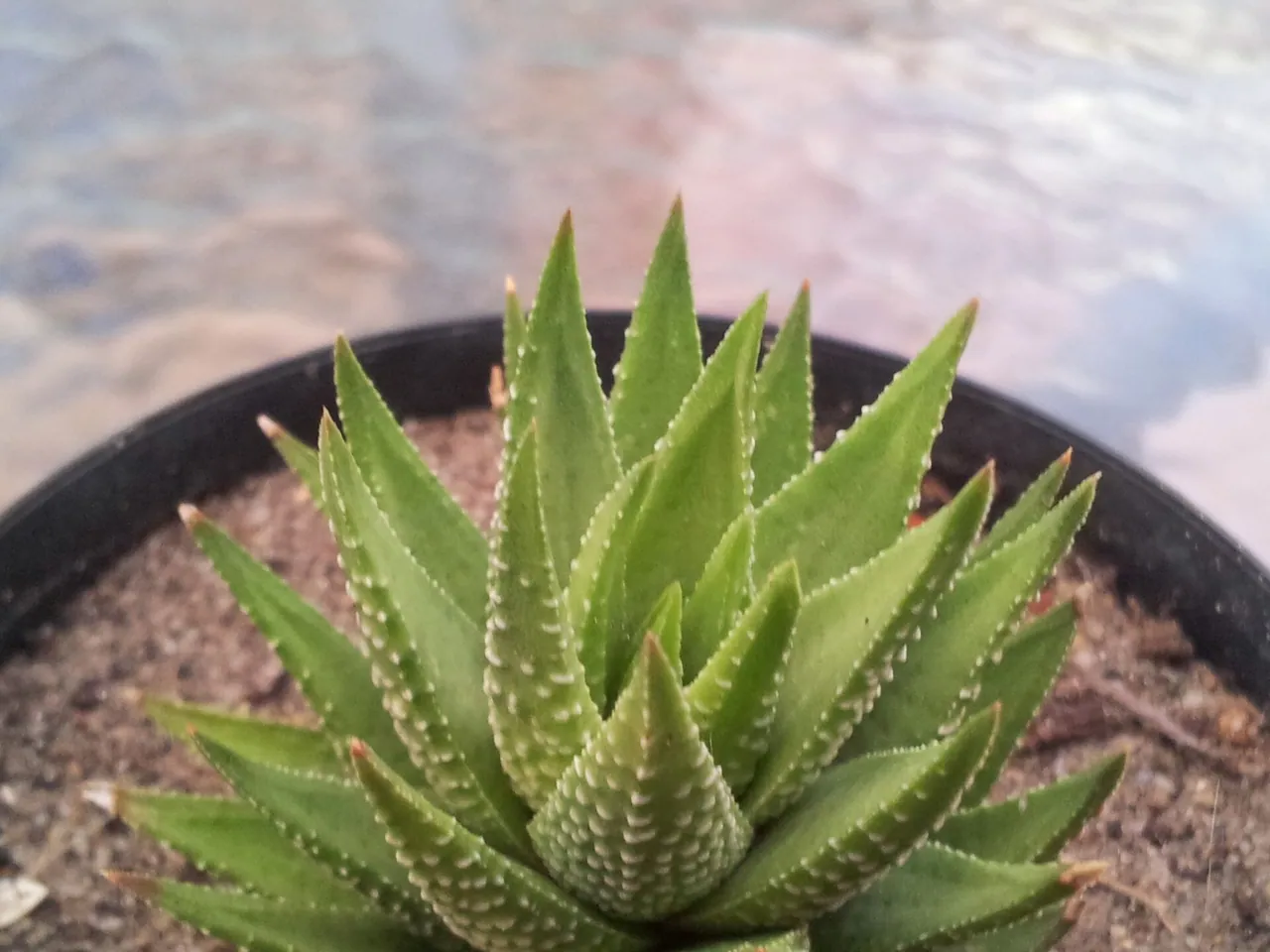 Zebra haworthia