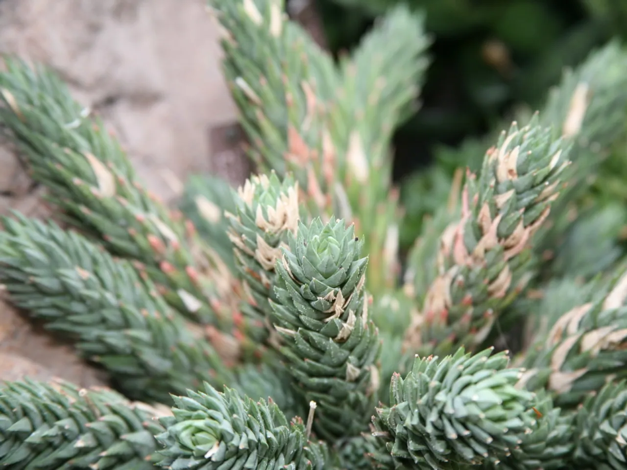 Haworthiopsis glauca