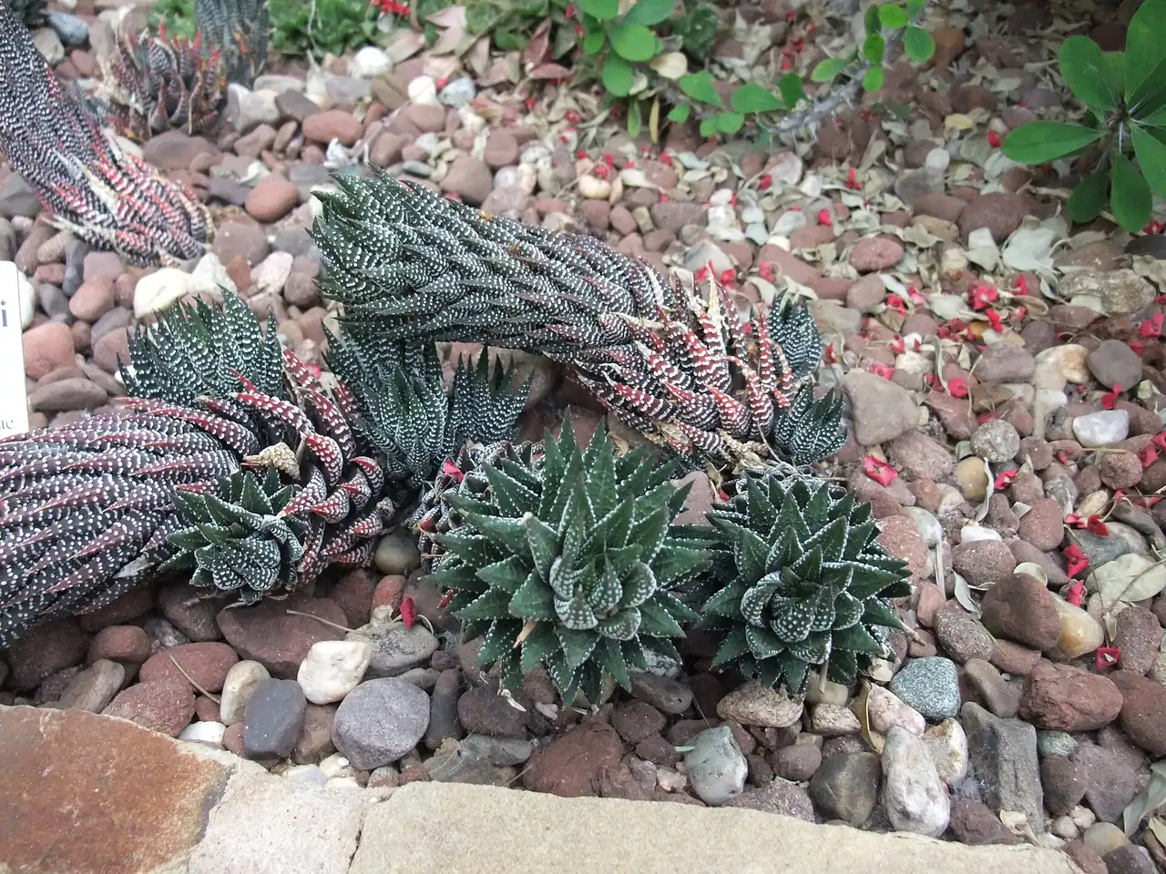 Haworthiopsis reinwardtii