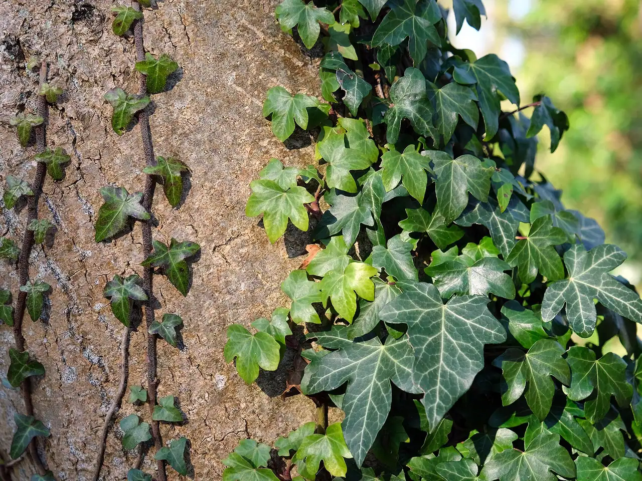 English ivy
