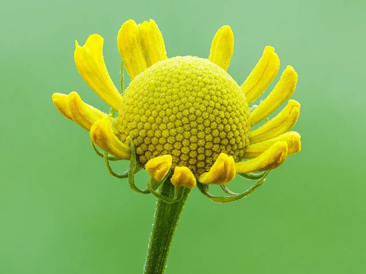 Autumn sneezeweed