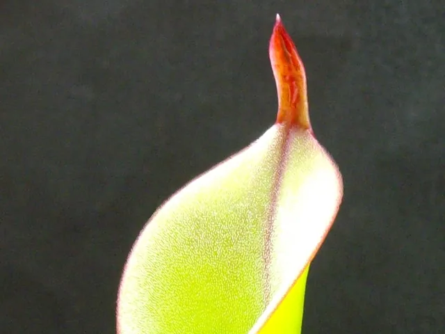 Heliamphora chimantensis