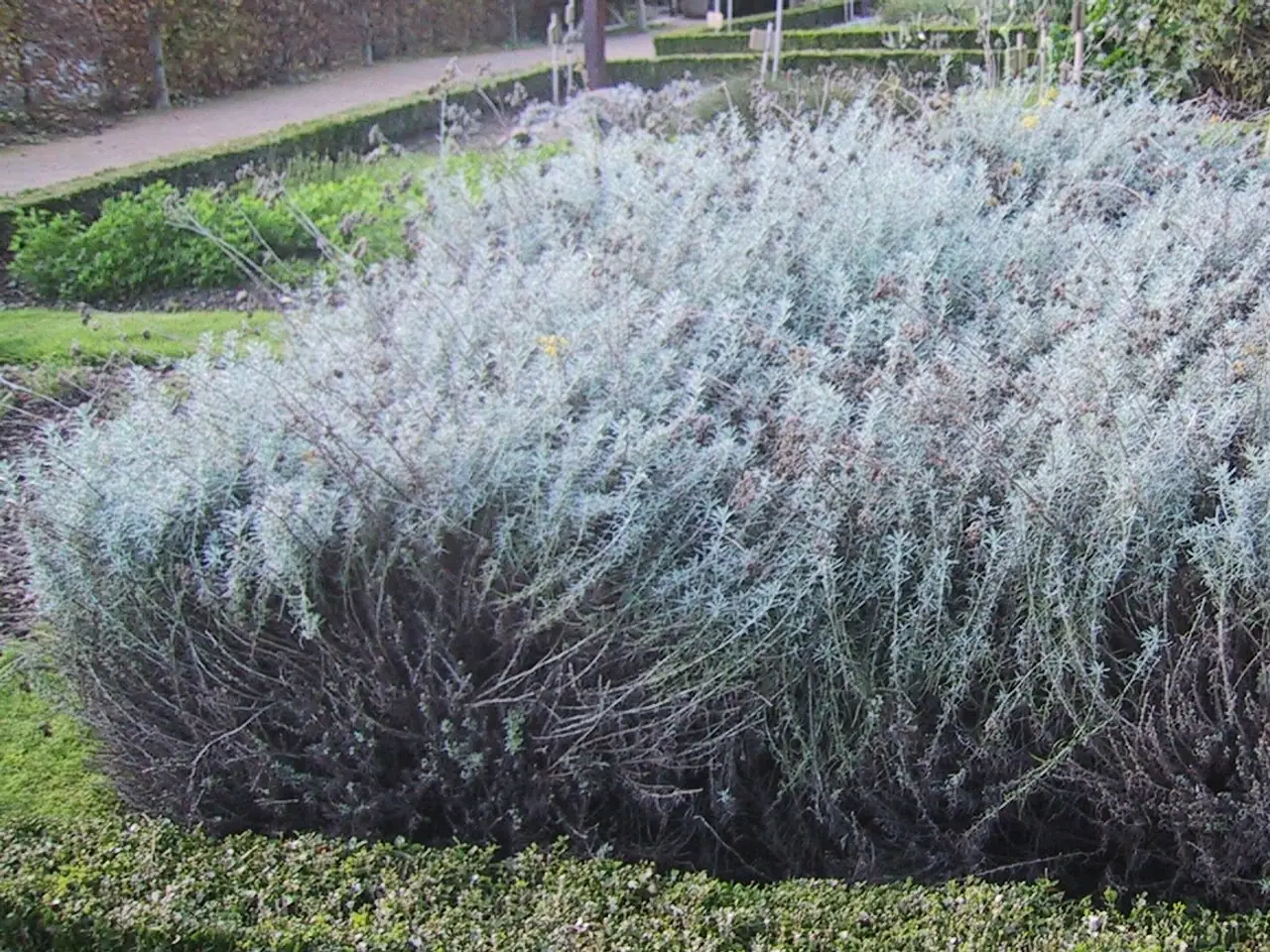 Corsican helichrysum