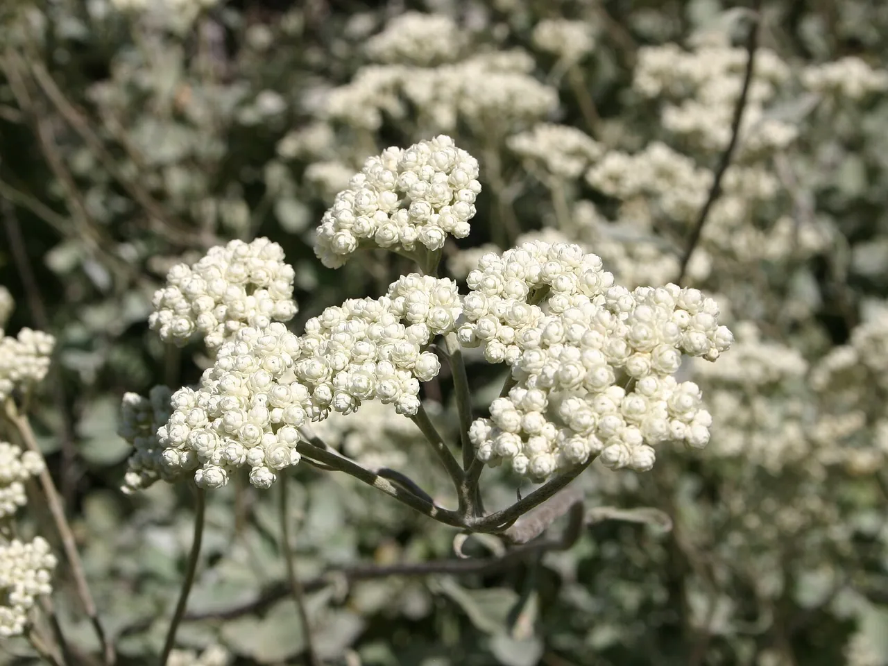 Helichrysum petiolare