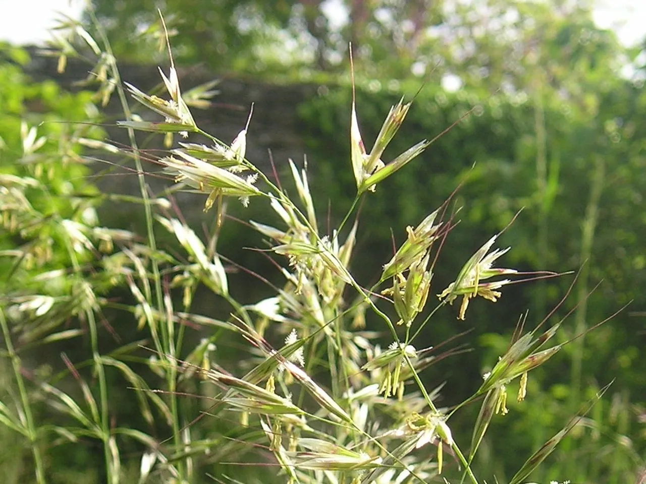 Helictotrichon pubescens