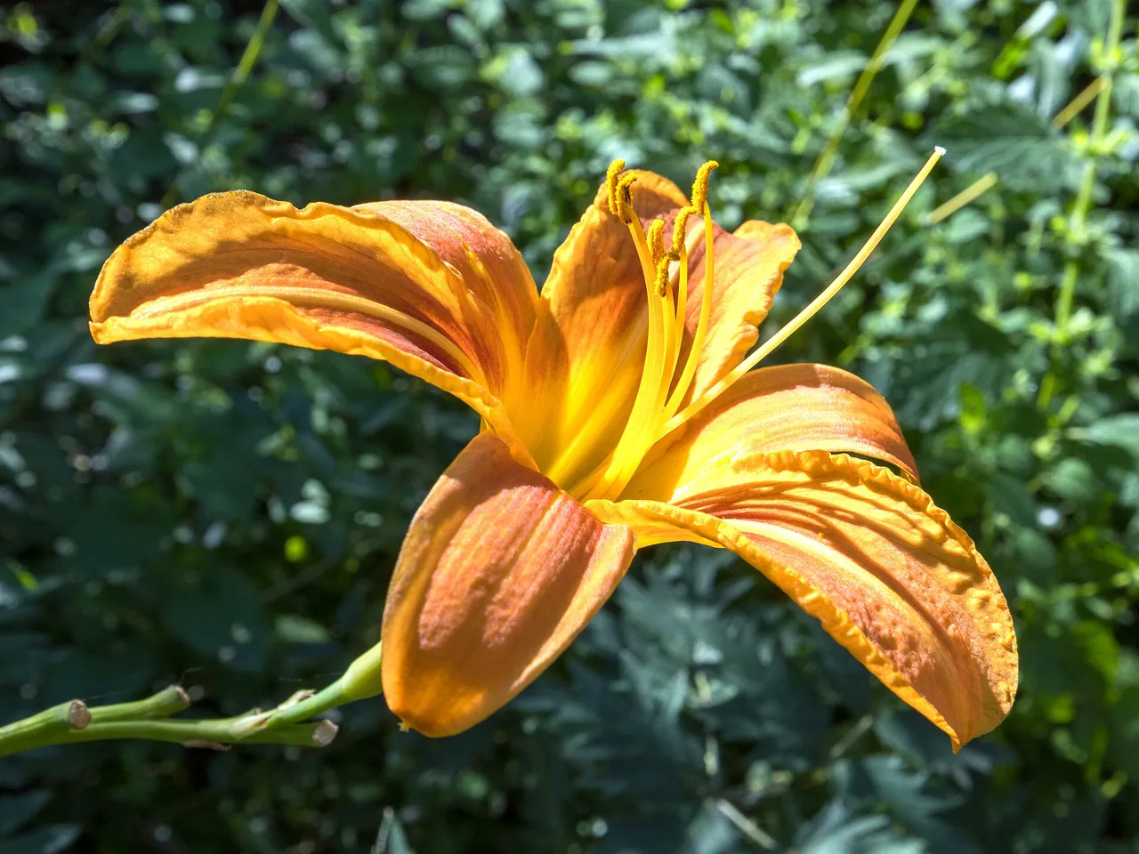 Corn lily