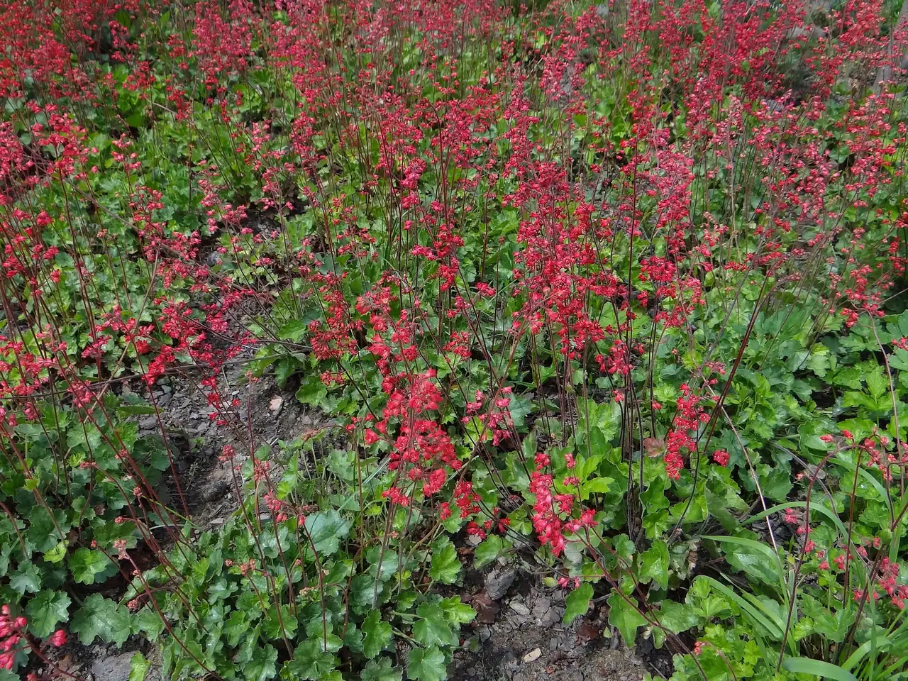 Heuchera × brizoides
