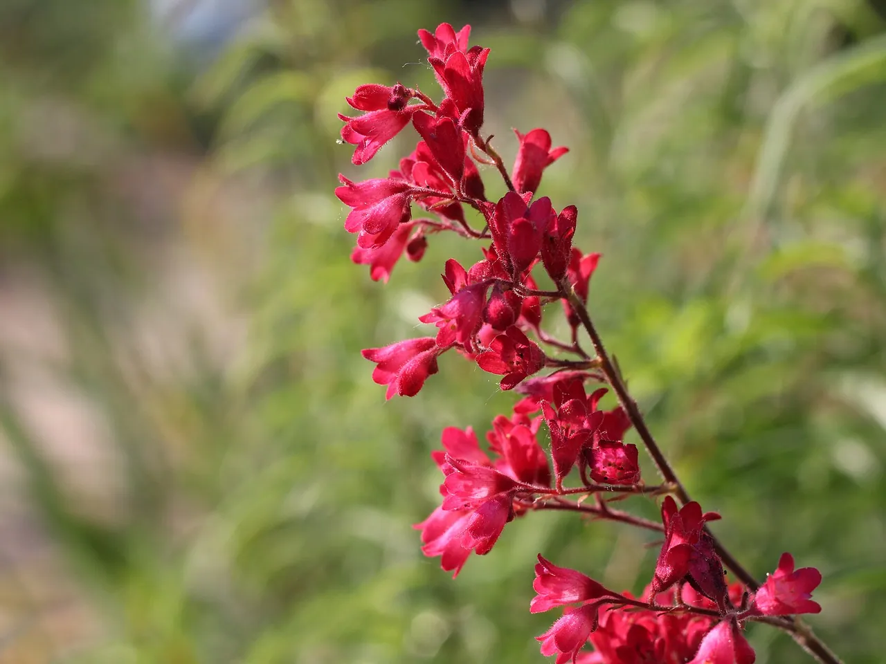Heuchera sanguinea