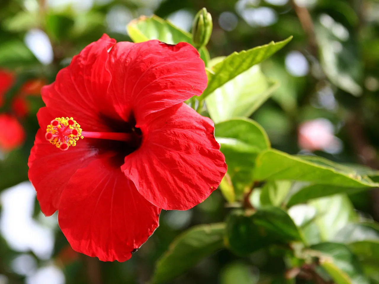 China rose
