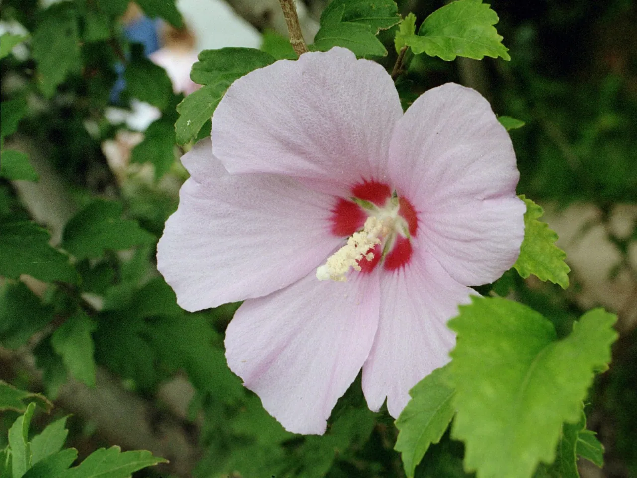 Rose of Sharon
