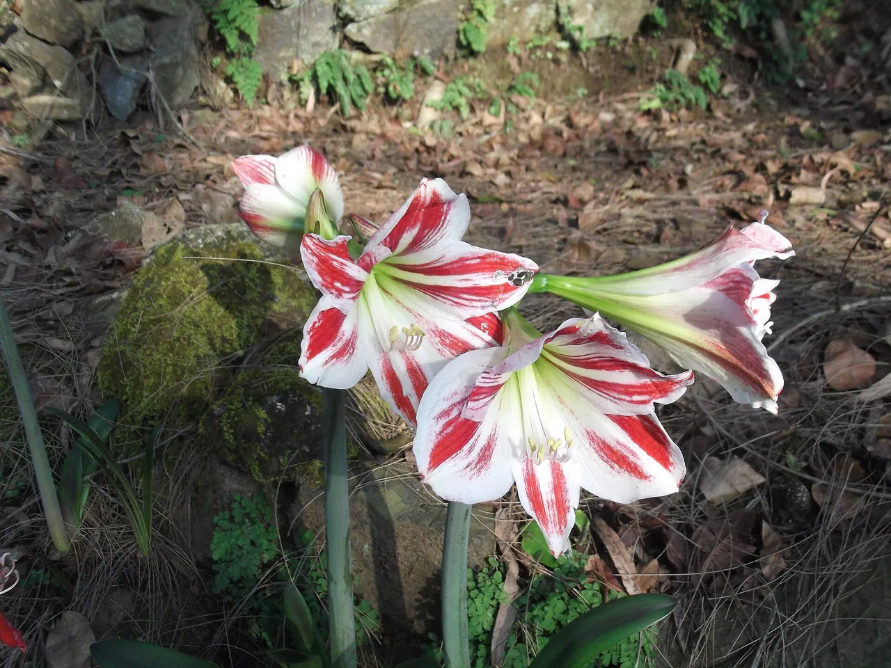 Superb amaryllis