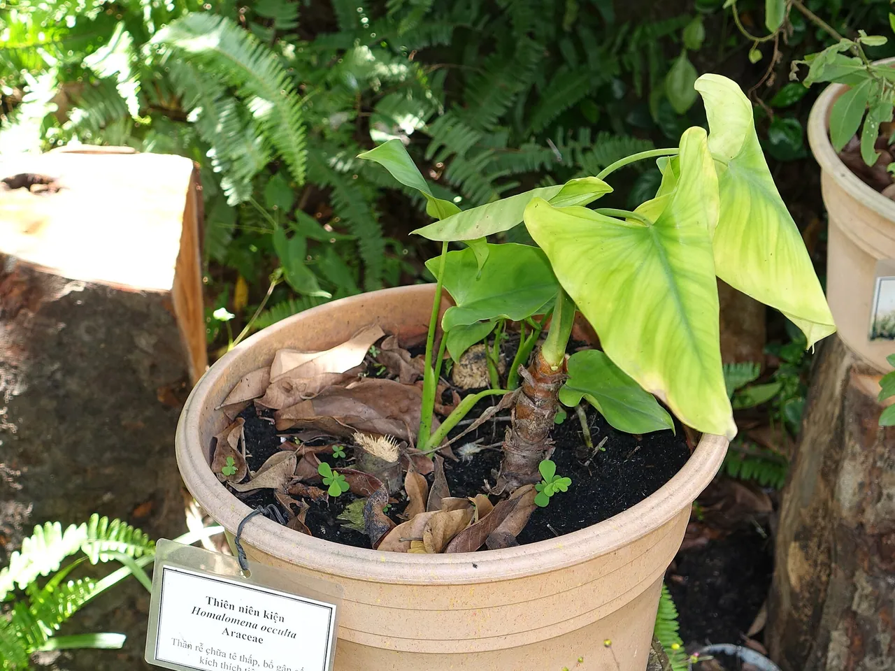 Homalomena occulta