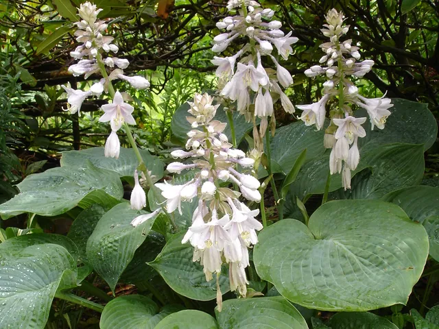 Plantain lily