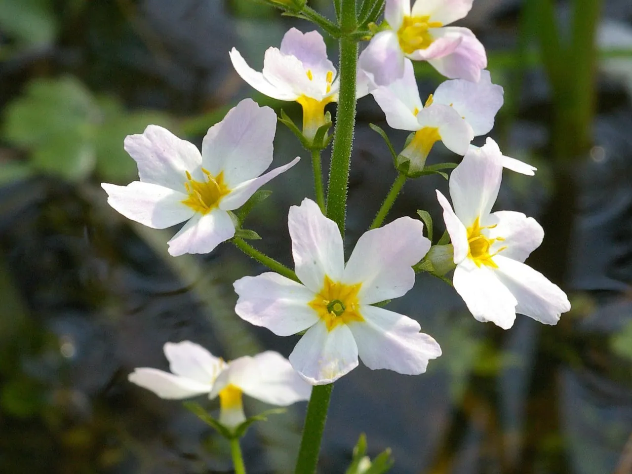 Water violet