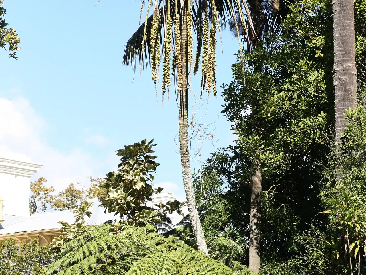Belmore sentry palm