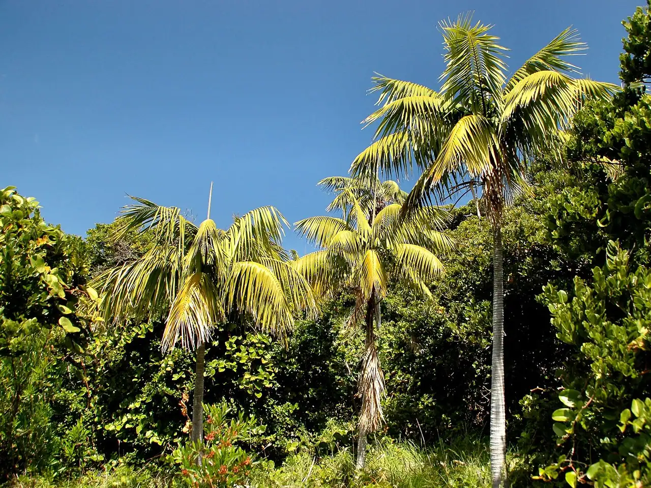 Kentia palm