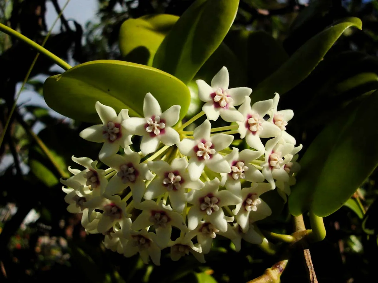 Hoya australis