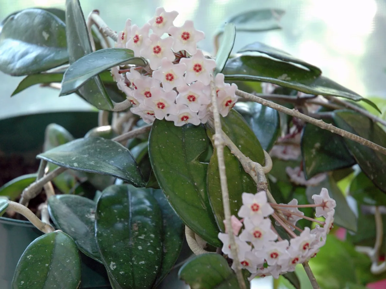 Wax plant