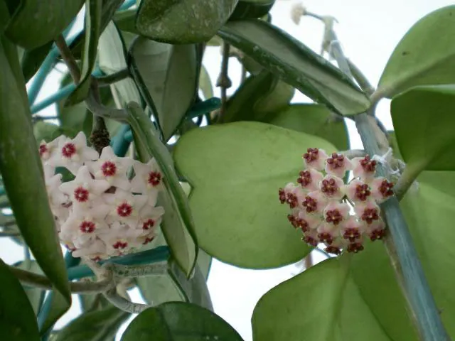 Sweetheart plant
