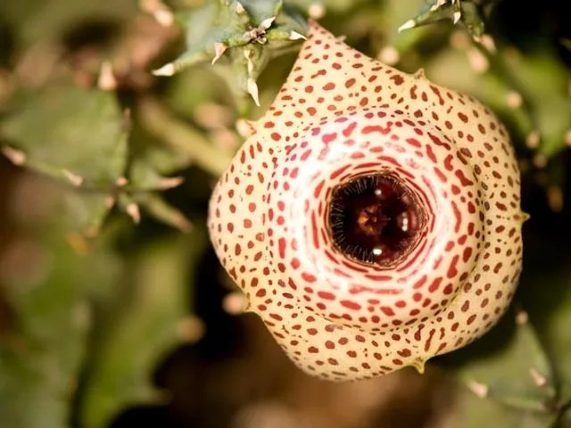 Huernia guttata
