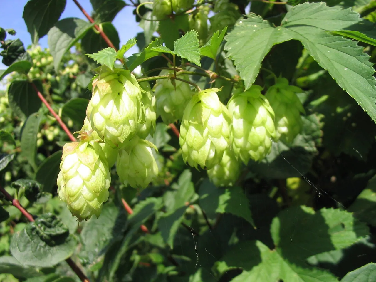 Common hop