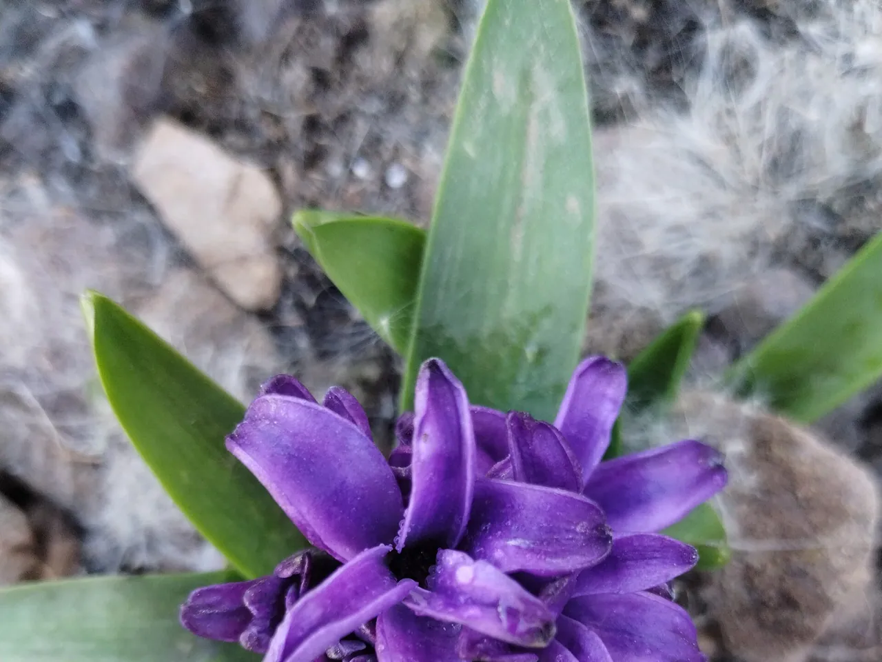 Common hyacinth