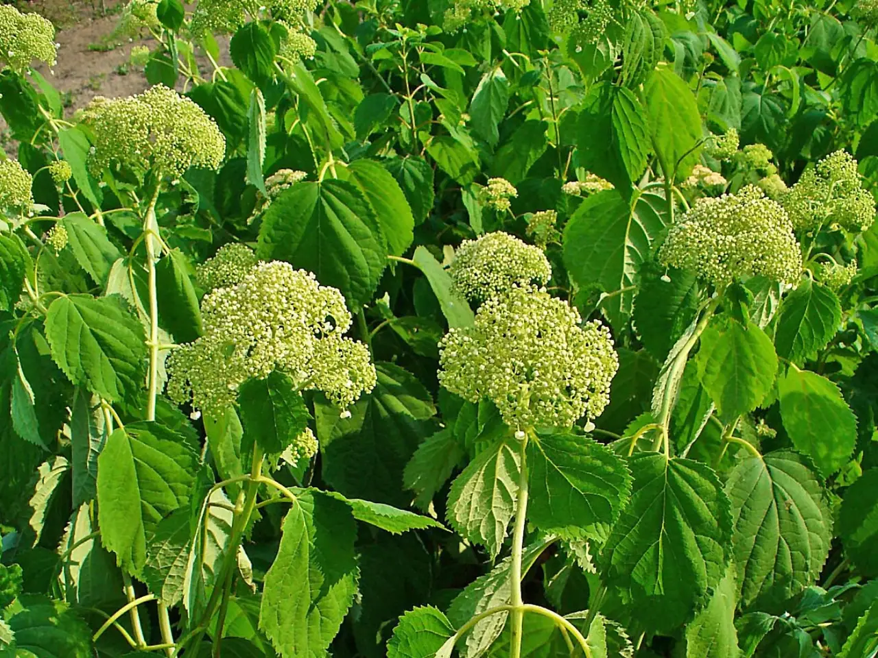 Smooth hydrangea