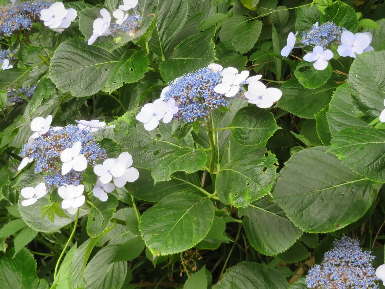 Bigleaf hydrangea