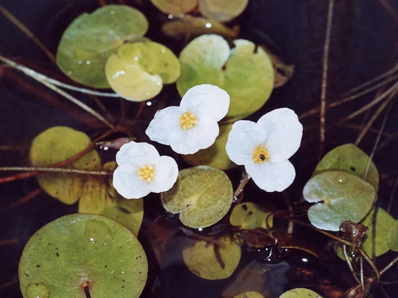 Hydrocharis morsus-ranae