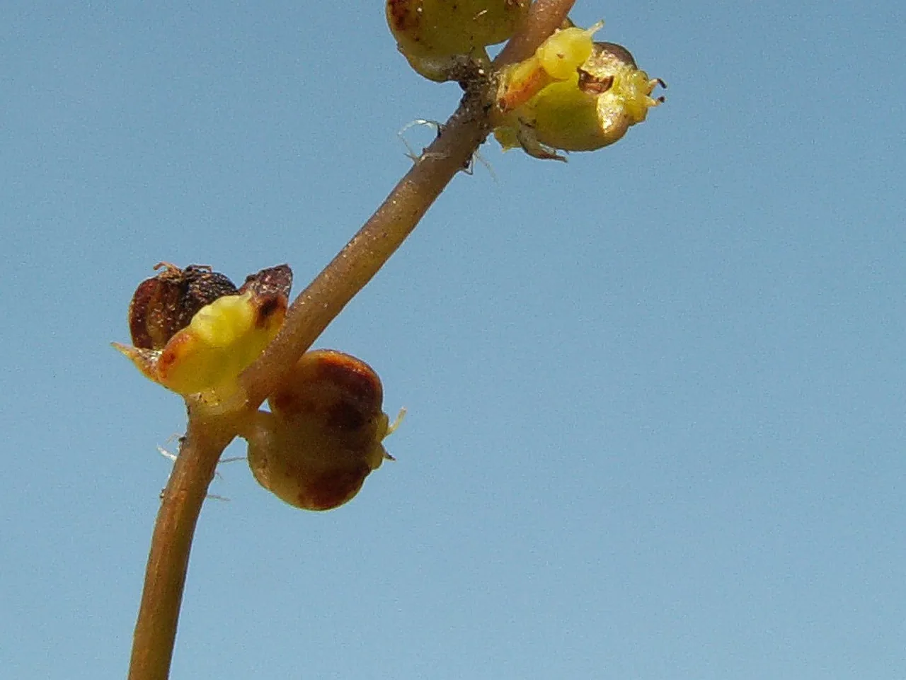 Common pennywort