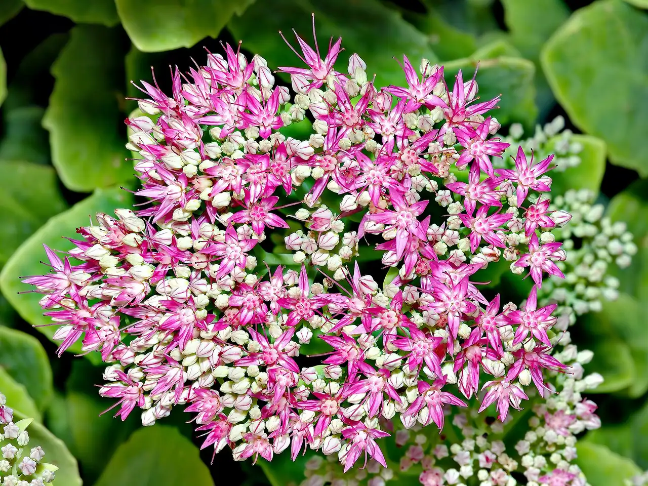 Sedum spectabile